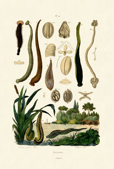 Leech by French School